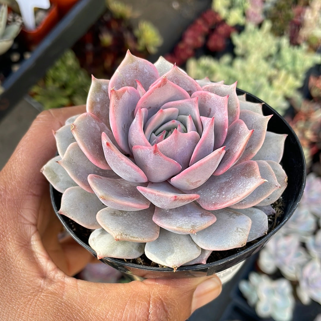 Echeveria Angel Kissed Succulent