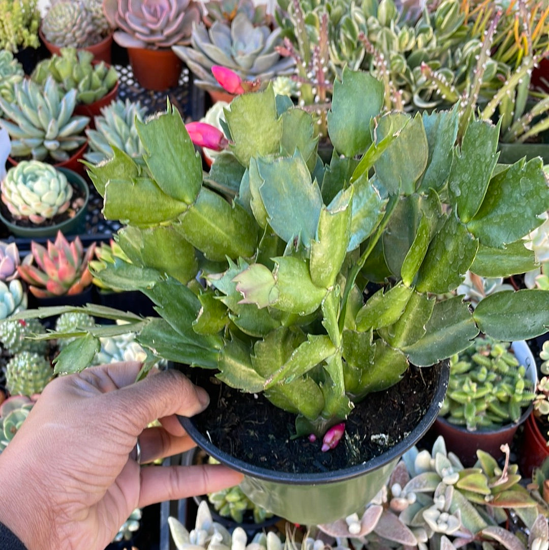 Thanksgiving Cactus - Schlumbergera bridgesii