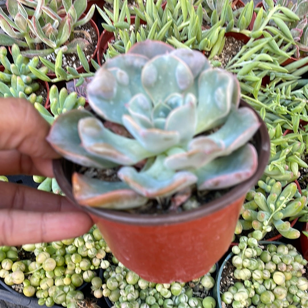 Echeveria Raindrops