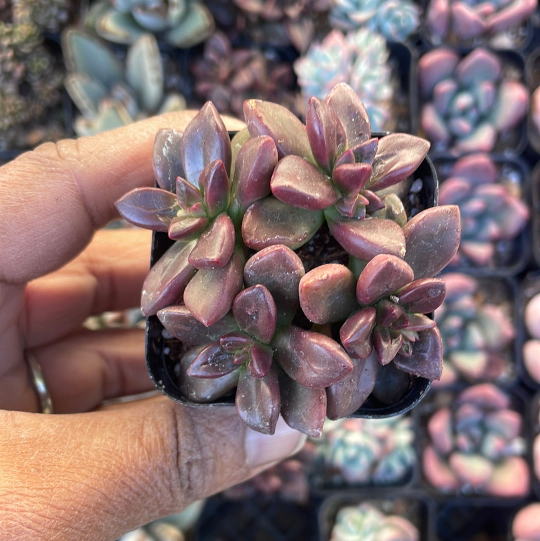 Sedeveria 'Sorrento’