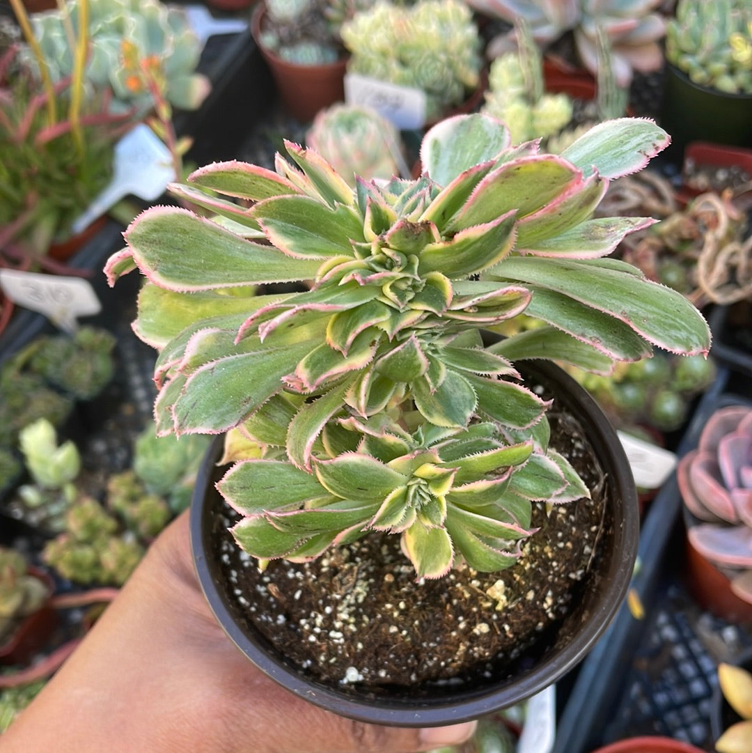 Crested Aeonium Sunburst