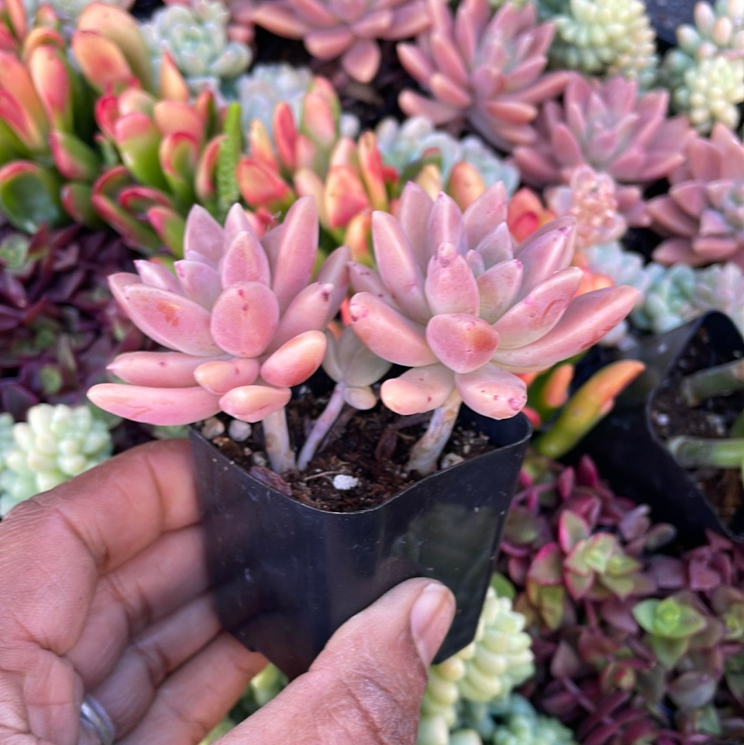 Sedeveria ‘Francisco Baldi’ Succulent
