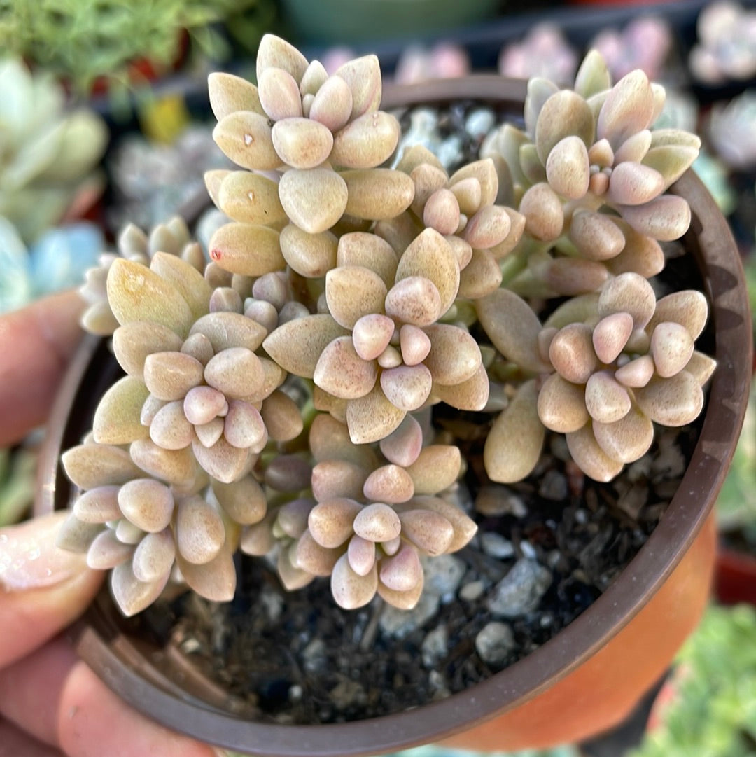 Graptopetalum Mendozae