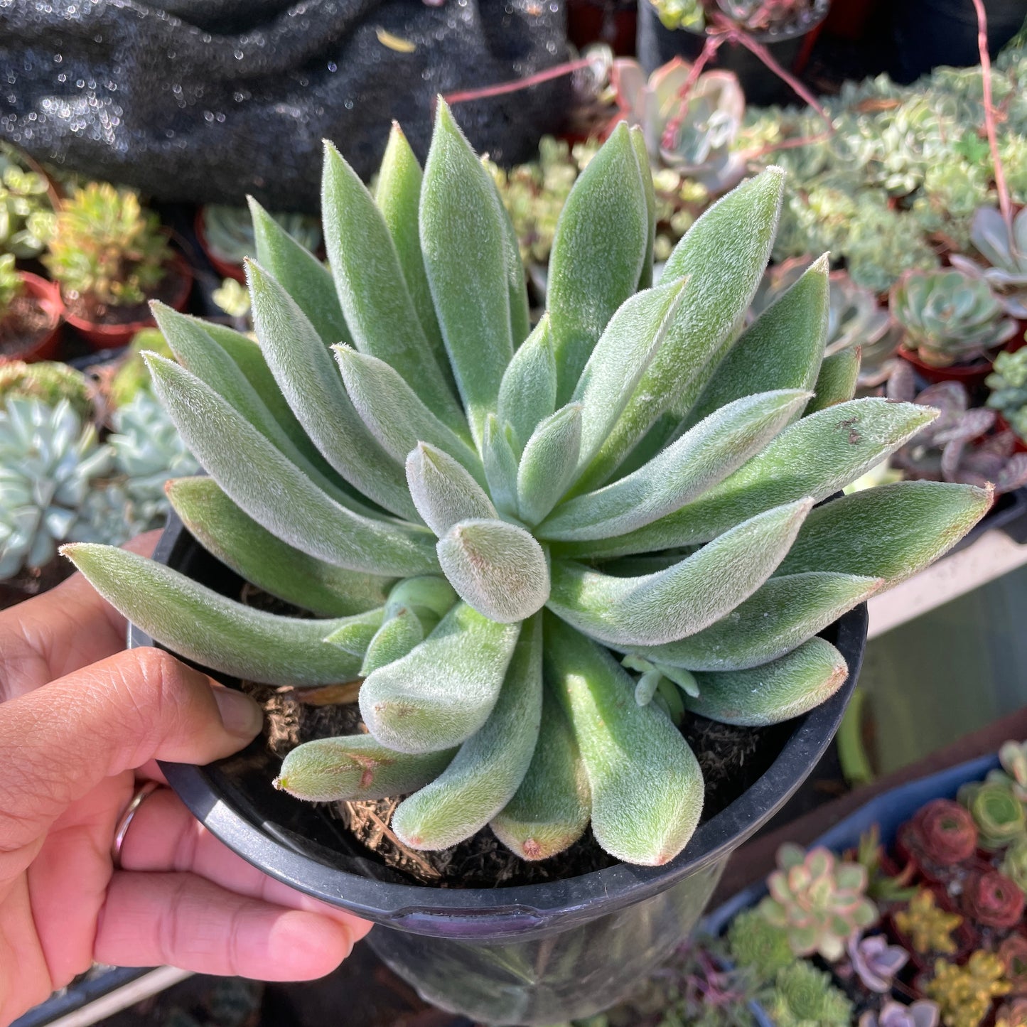 Echeveria Icicle