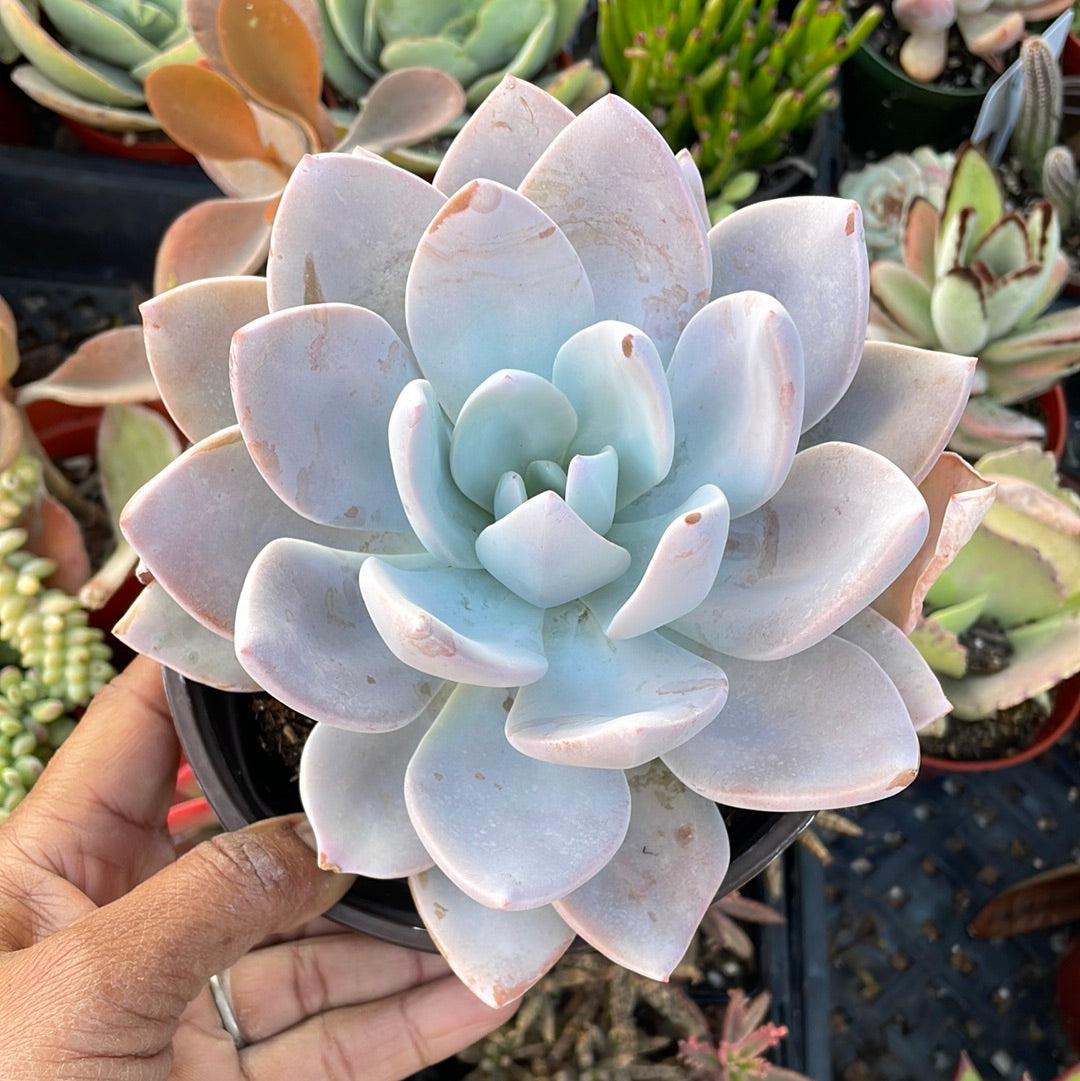 Graptoveria ‘Platinum’