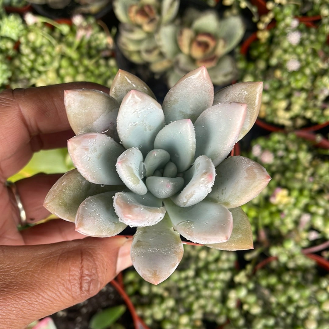 Graptoveria Opalina