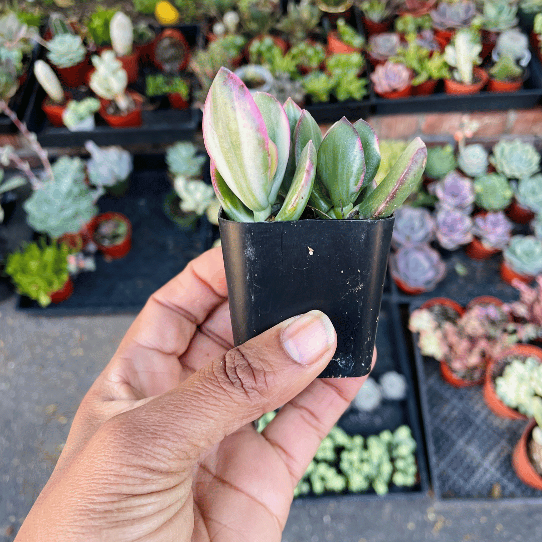 Variegated Jade