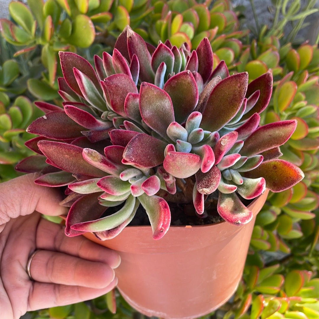 Echeveria Ruby Slippers