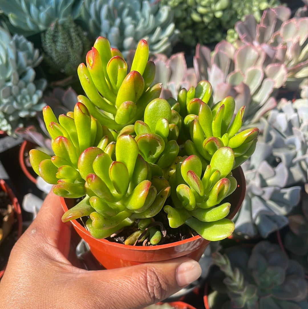 Crosby-Gollum Hybrid - Crassula Ovata