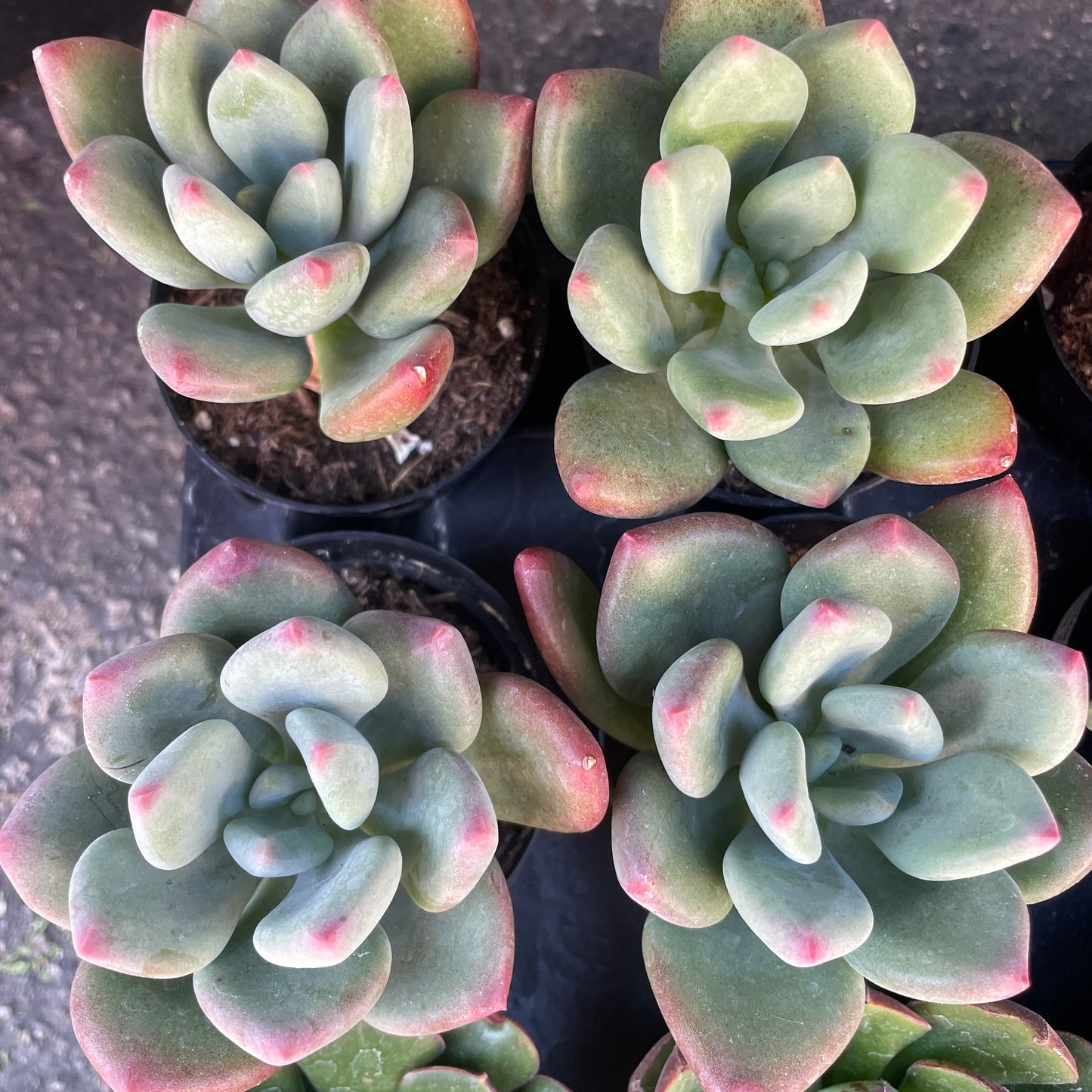 Pachyveria ‘Royal flush’