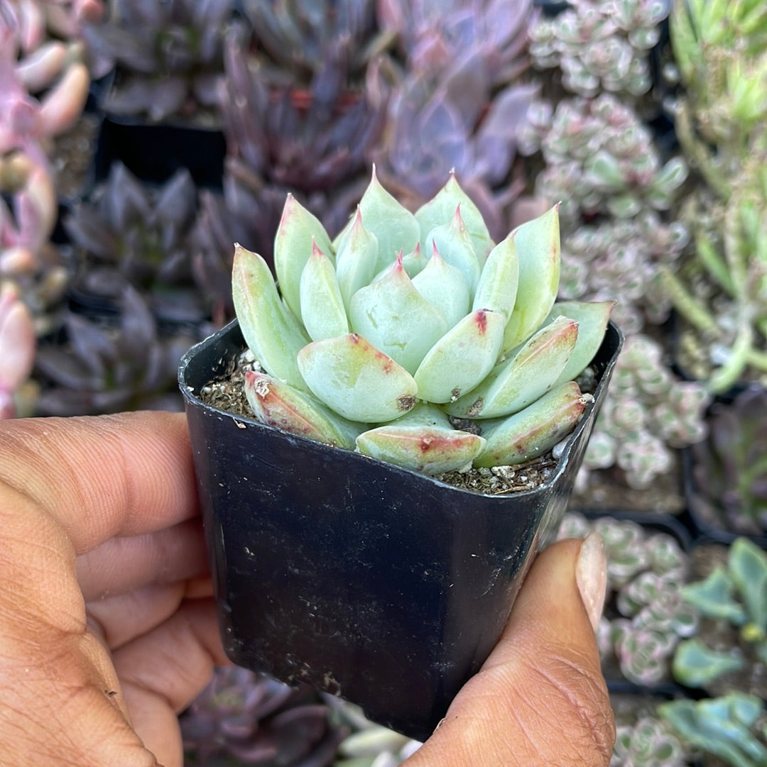 Echeveria derenbergii - Painted Lady