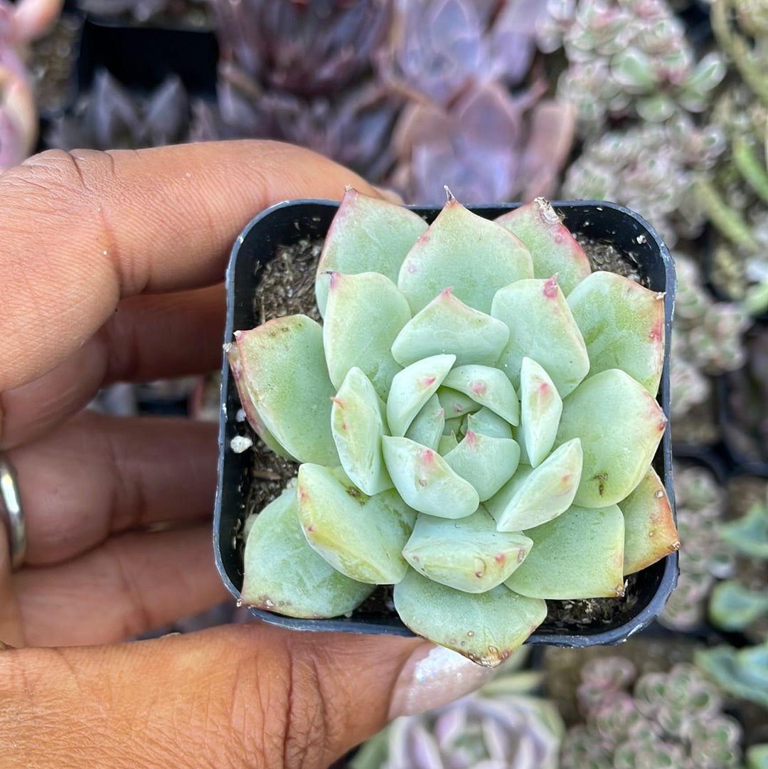 painted lady succulent Echeveria derenbergii