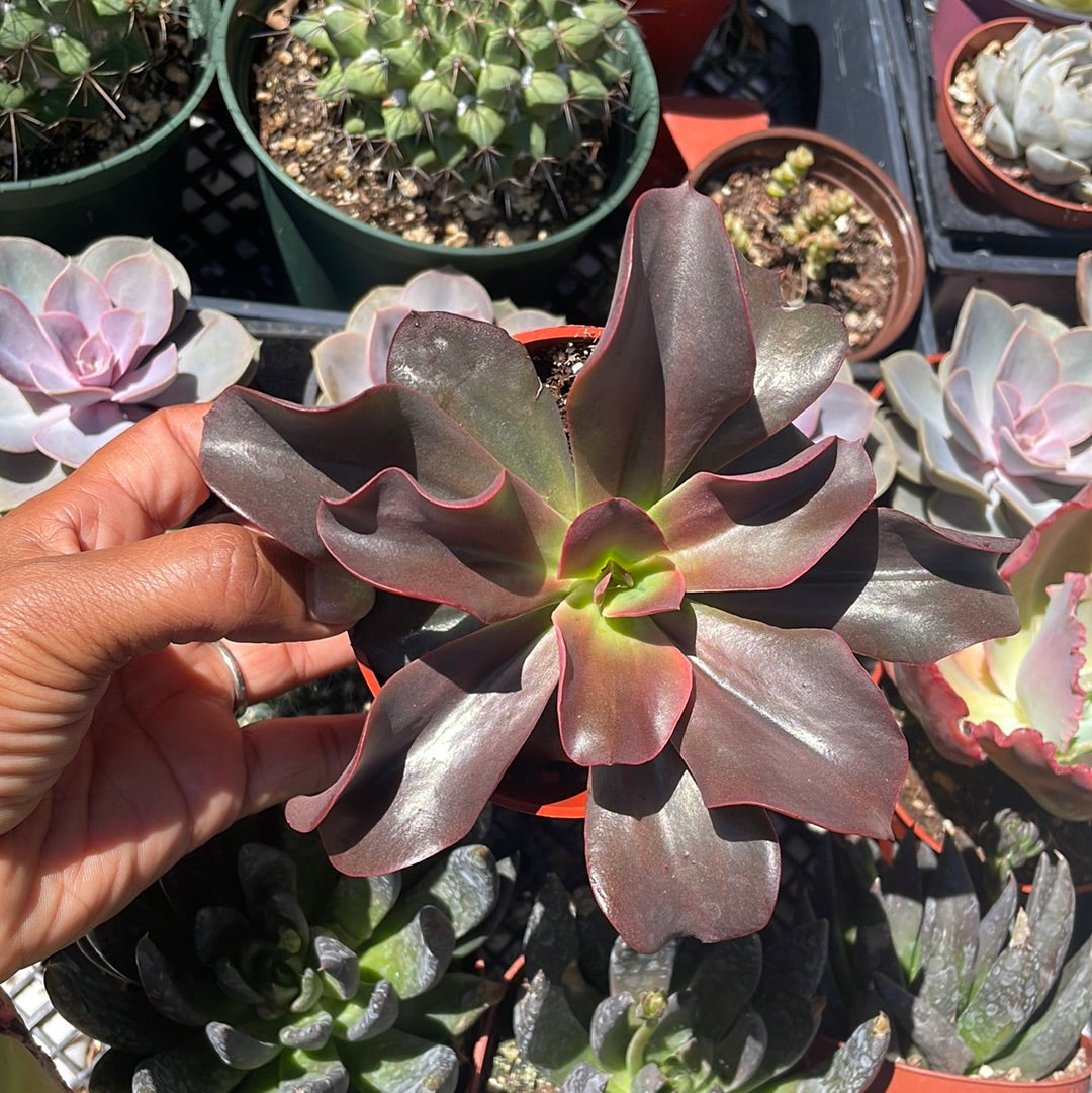 Echeveria Red Barón