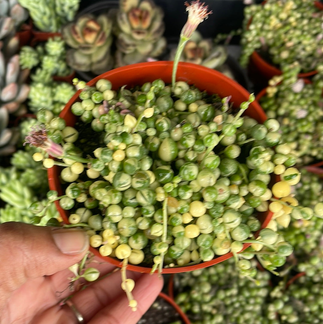 Rare Variegated String of Pearls