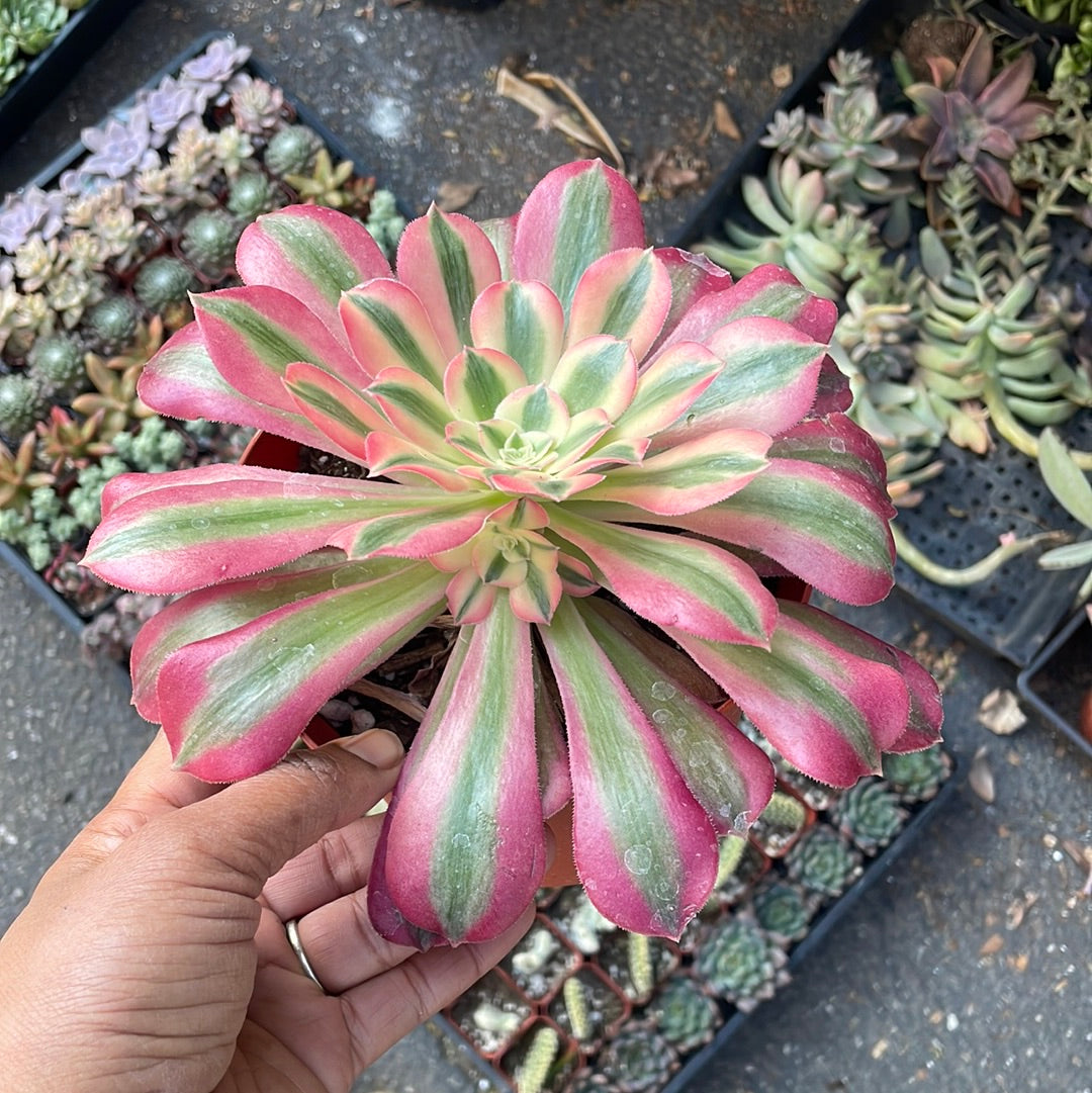 Aeonium Pink Witch