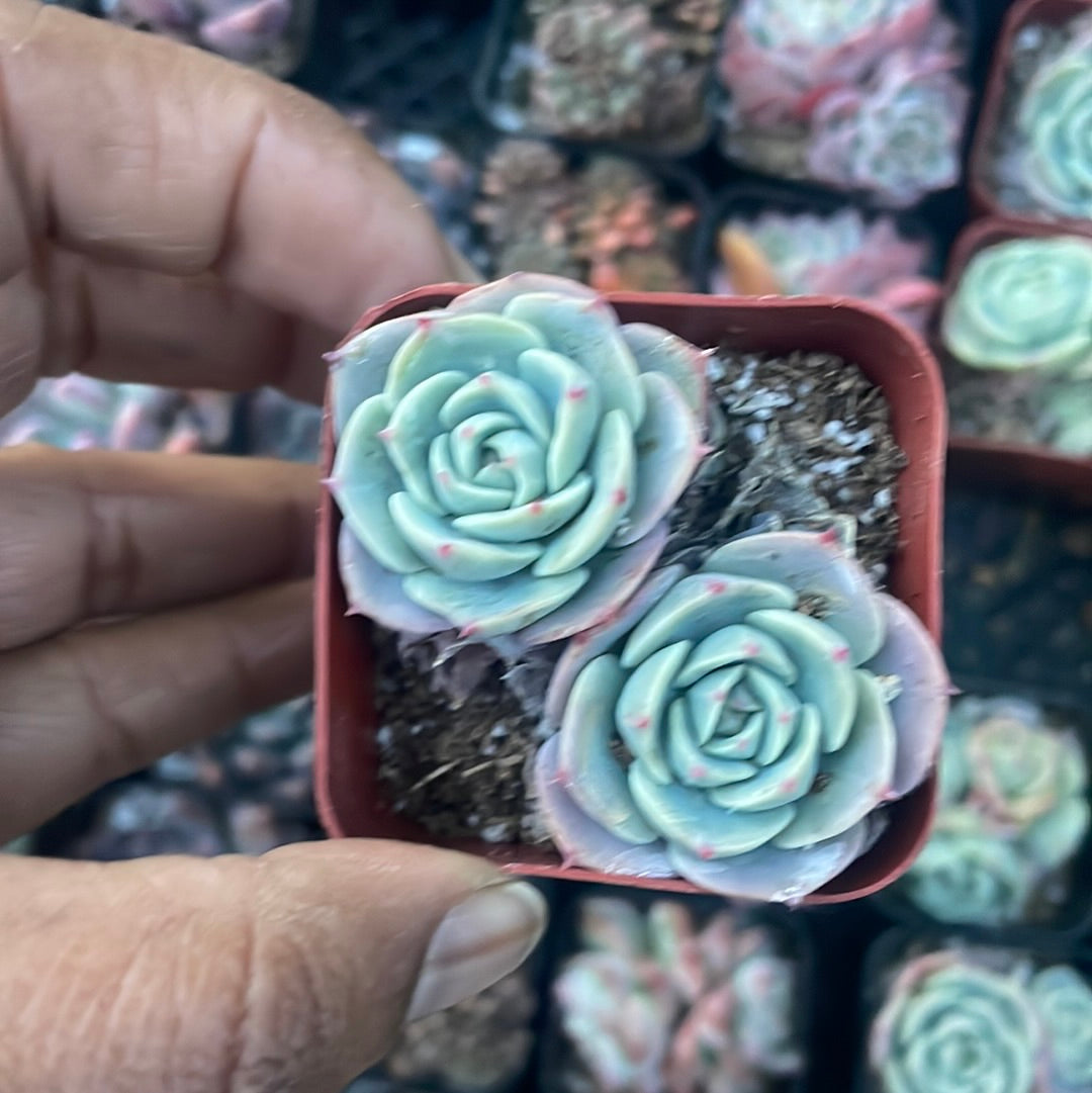 2 inch Echeveria Succulent Cluster