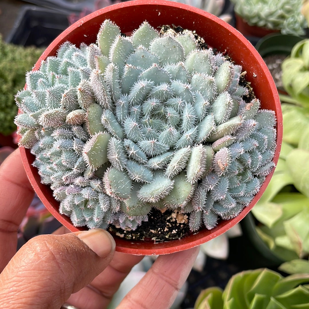Echeveria setosa var. minor