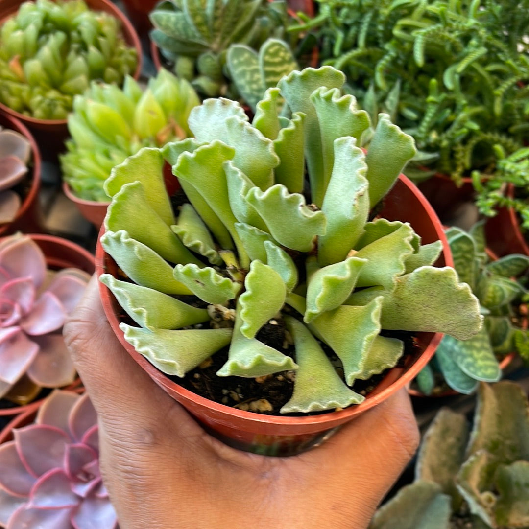 Adromischus cristatus - Crinkle Leaf Plant