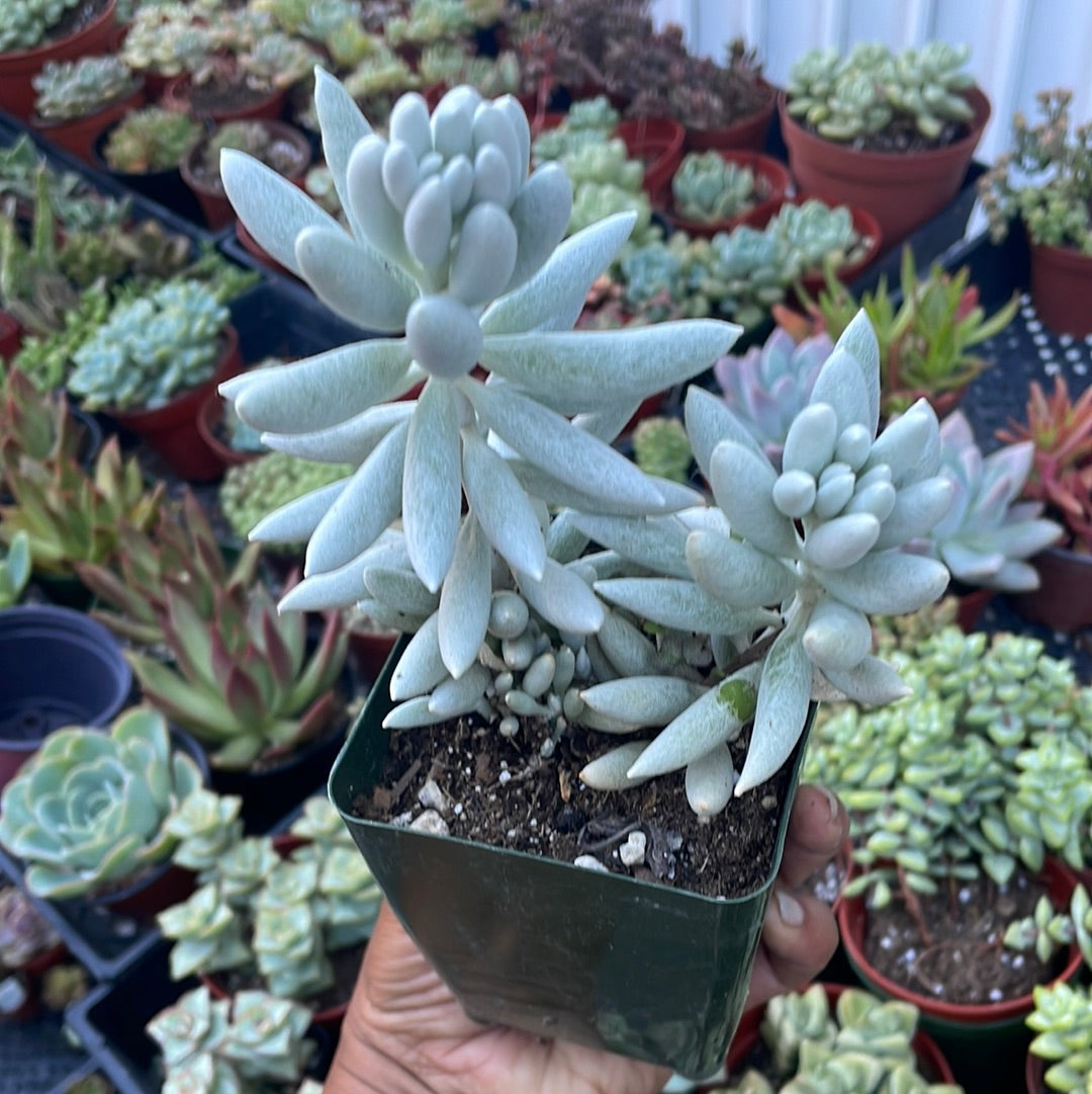 woolly senecio succulent Senecio haworthii