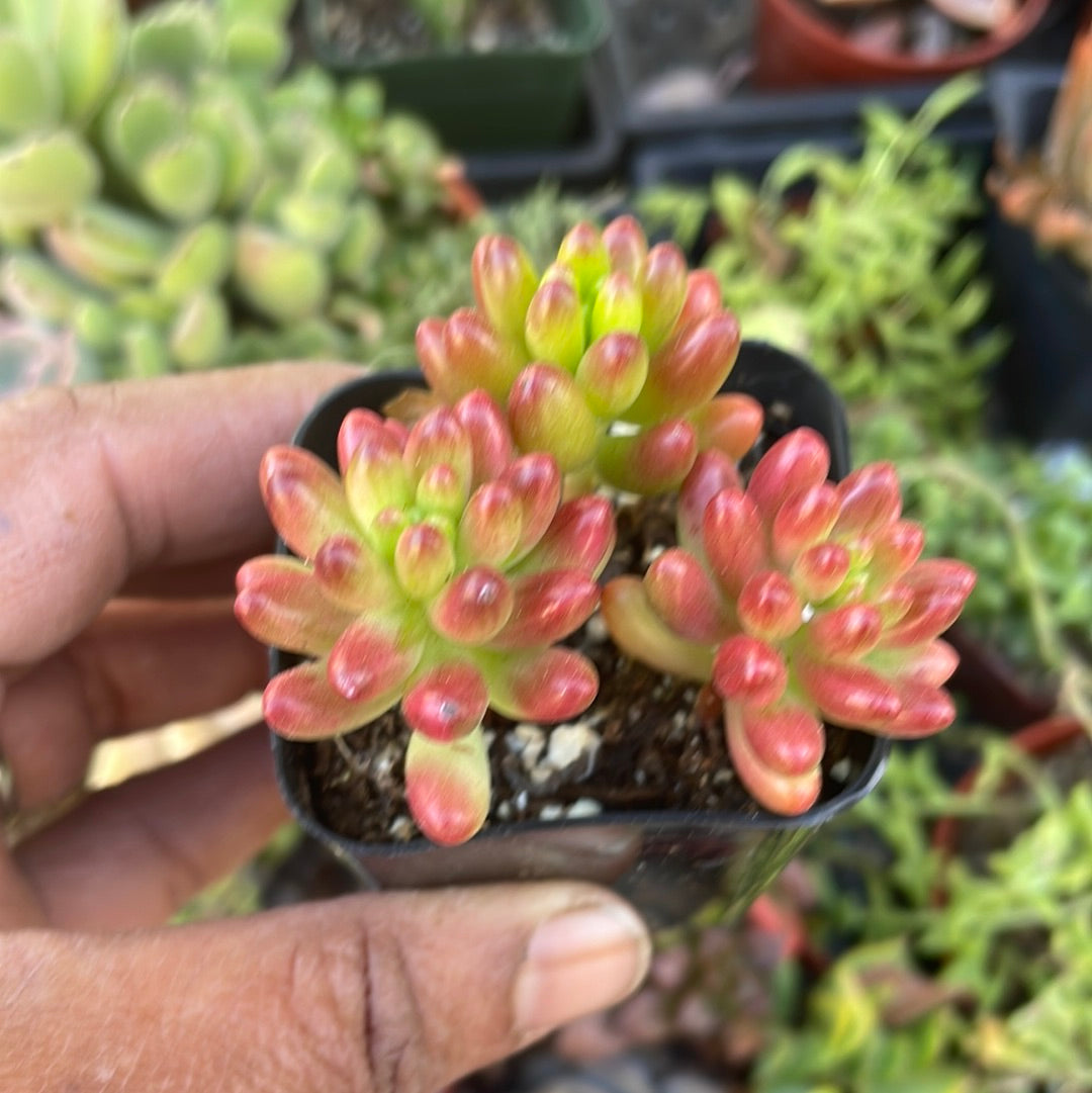 Sedum Rubrotinctim - (fragile leaves)