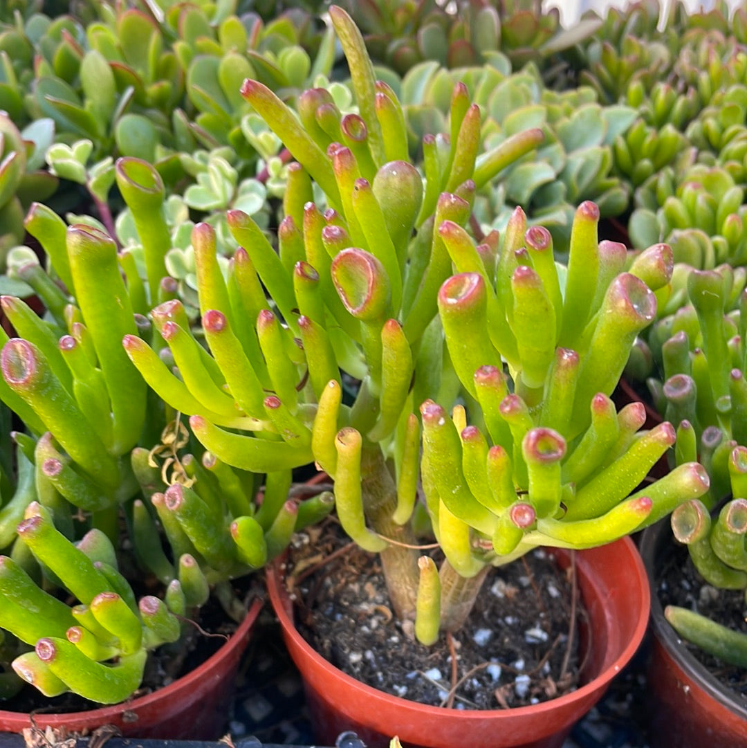 alien fingers succulent ET Fingers -Jade