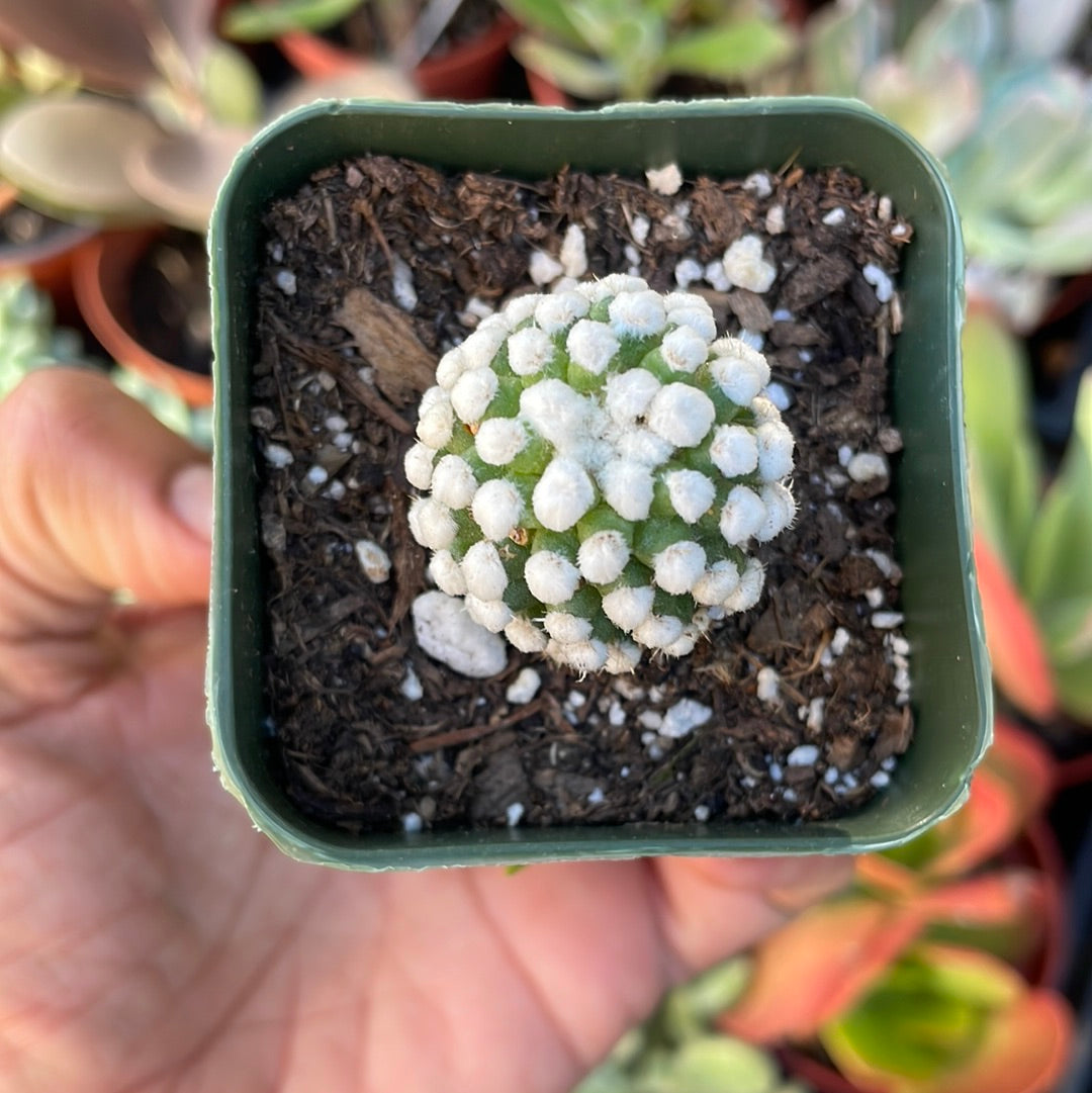 Arizona Snow Cap Mammillaria oruga monstrose