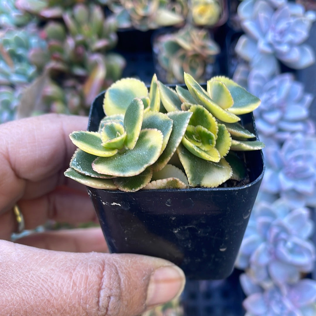 Crassula Sarmentosa “Comet” Succulents