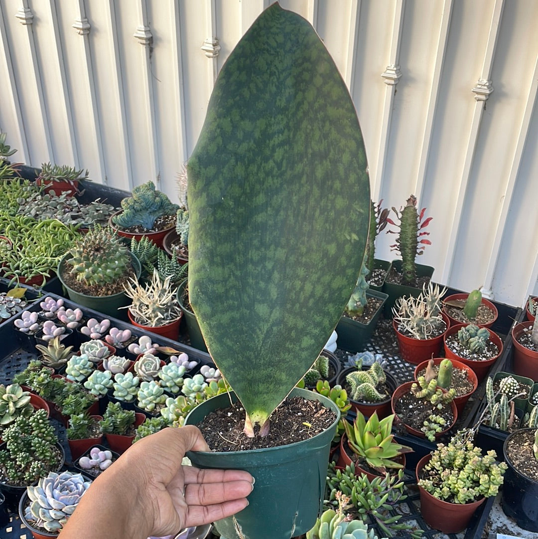 Whale Fin Sansevieria