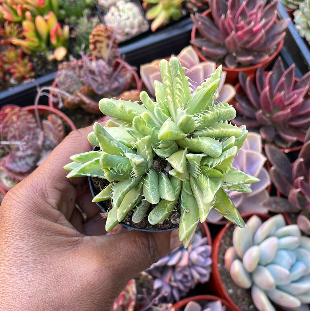 Variegated 'Tiger Jaw' Succulent