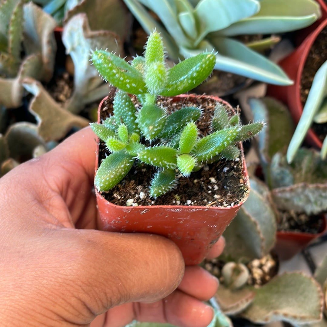 Delosperma echinatum - Pickle Plant