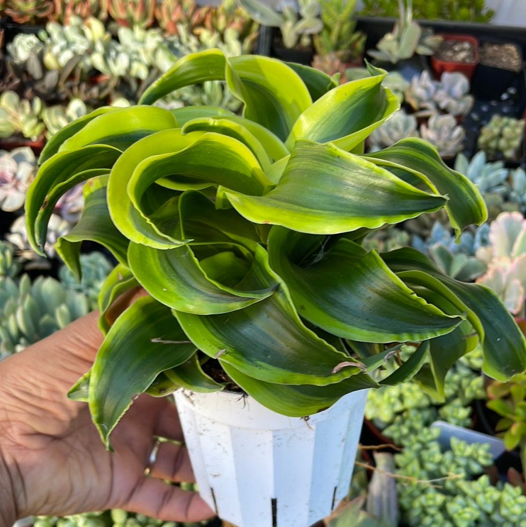 Dracaena Tornado - Snake plant sansevieria