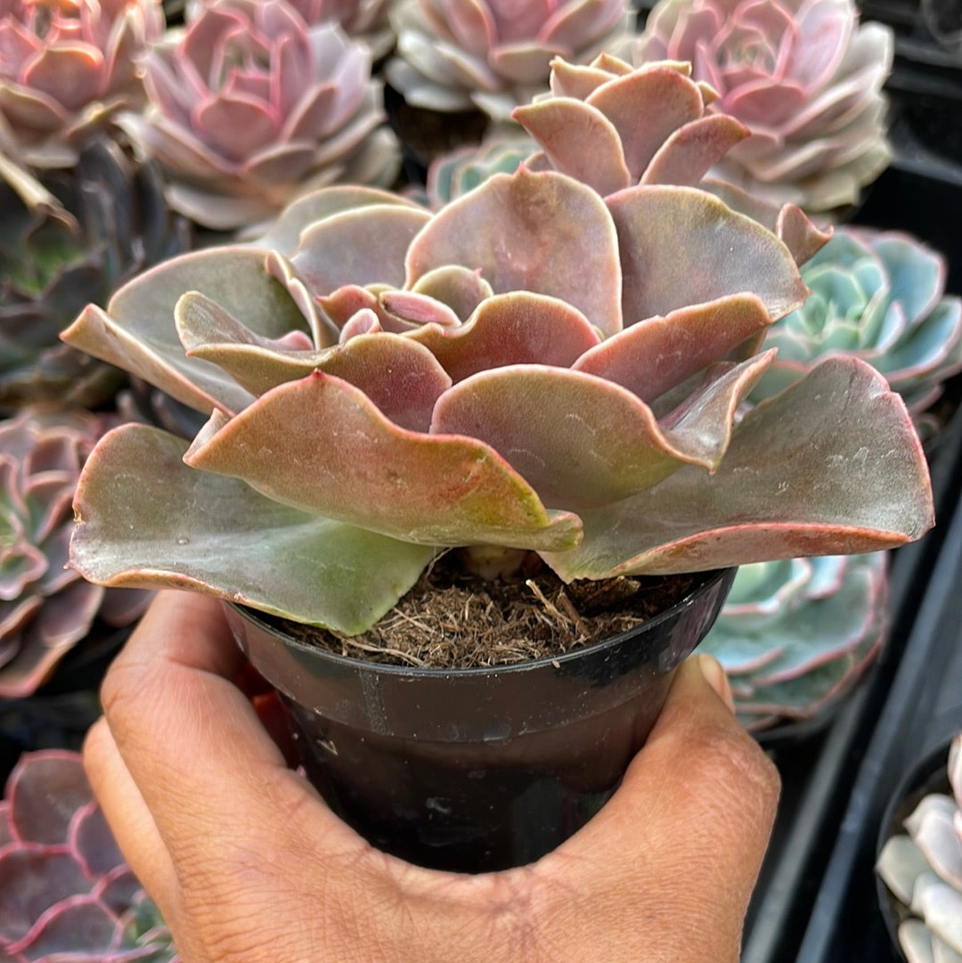 Echeveria ‘Fireglow’ Succulent