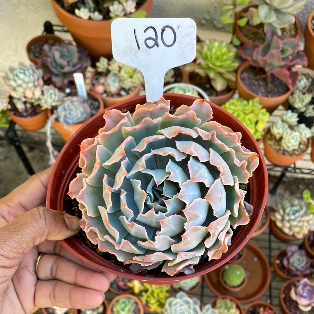 6 Inch Succulents