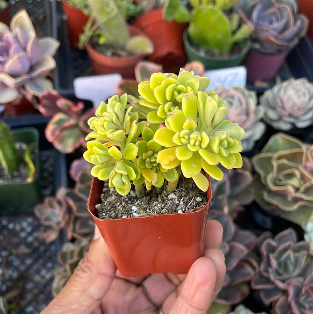 Aeonium Lindleyi ‘Irish Bouquet’ Succulent