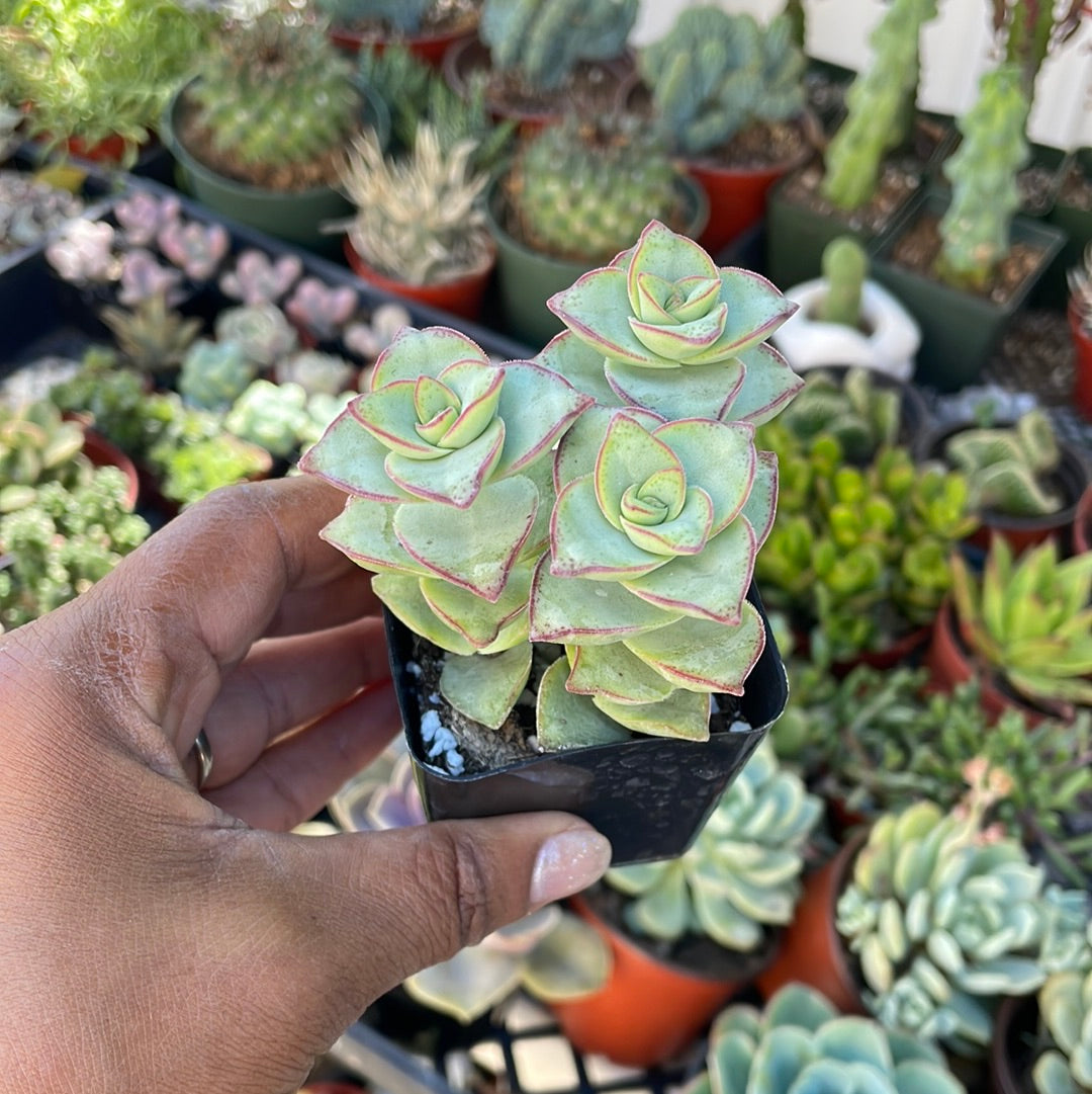 Crassula Perforta - String of Buttons