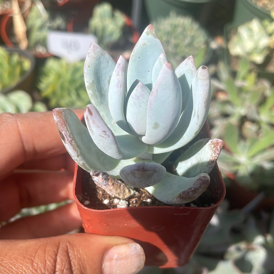 Pachyveria Powder Puff