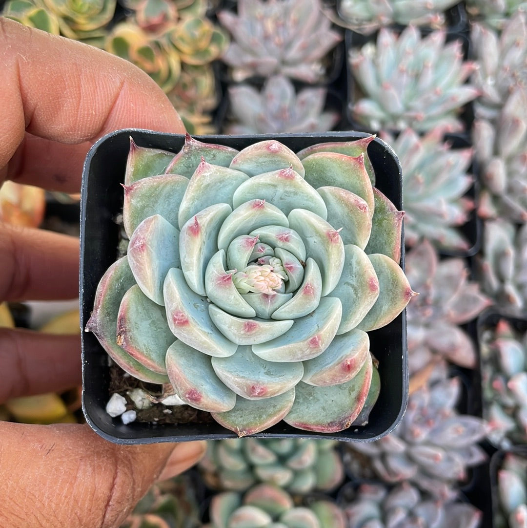 Echeveria Tippy