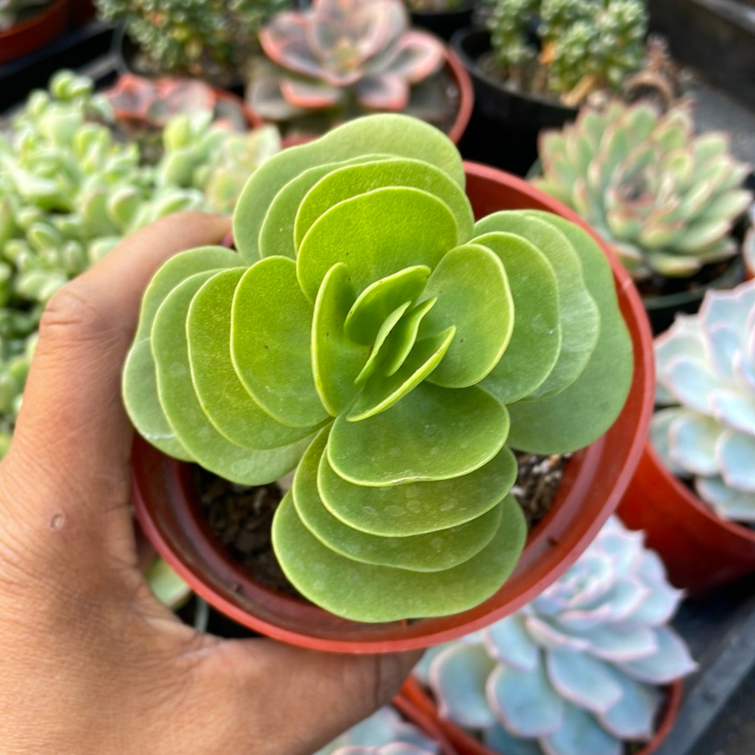 portulaca molokiniensis succulent Portulaca Molokiniensis