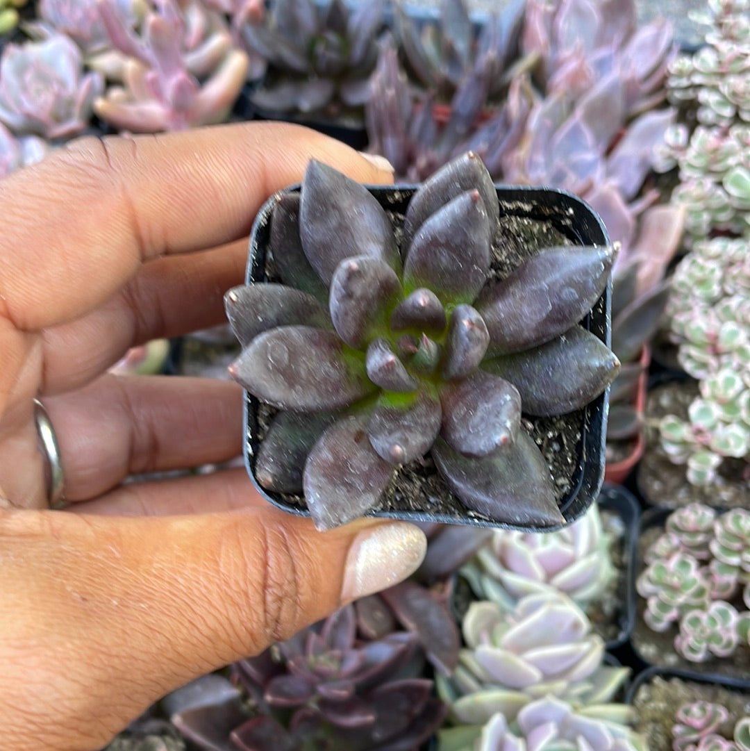 Echeveria Affinis