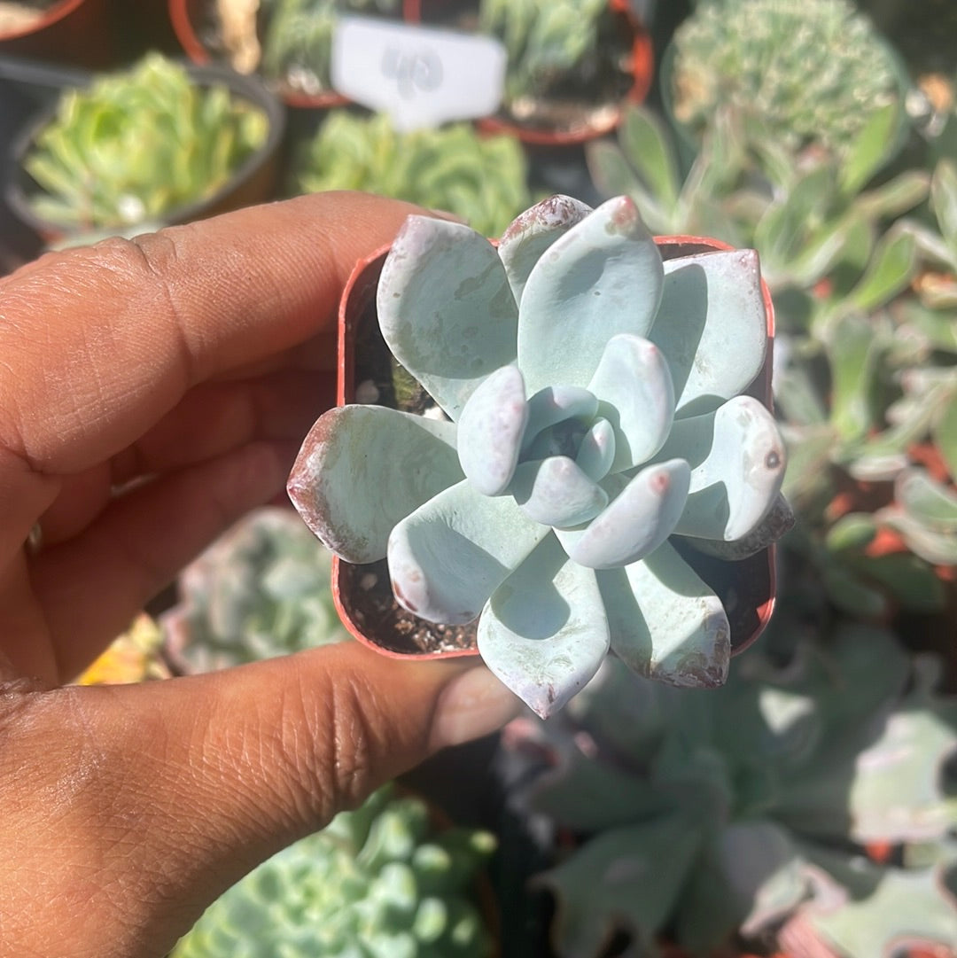 Pachyveria Powder Puff