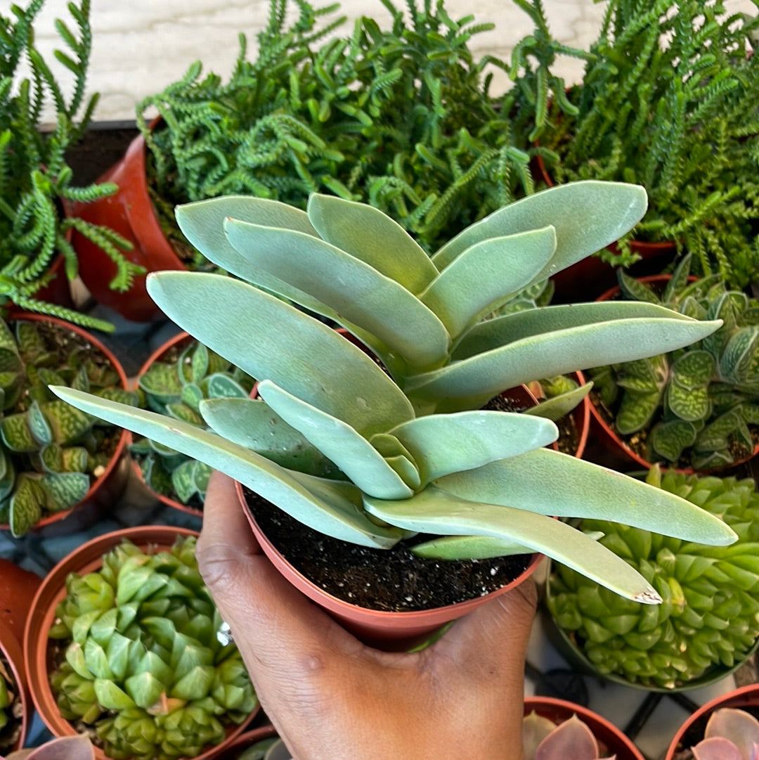 succulent propeller plant Crassula Falcata