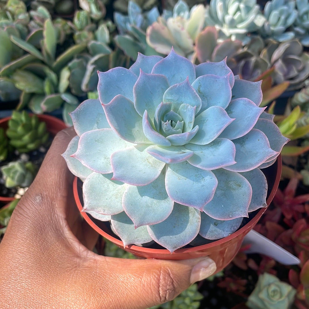 morning beauty succulent Echeveria Morning Beauty