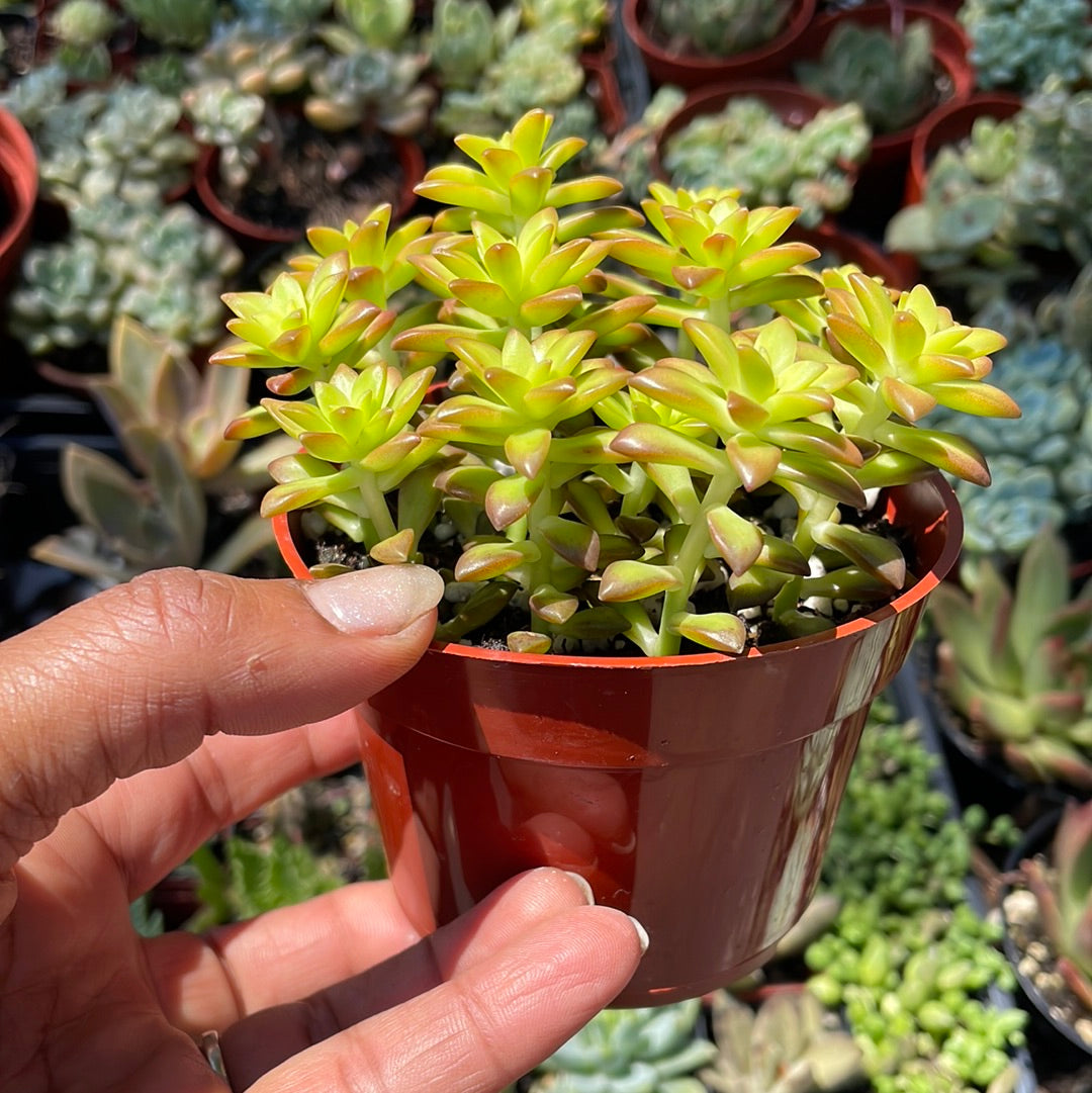 Sedum Adolphii - Shooting Star