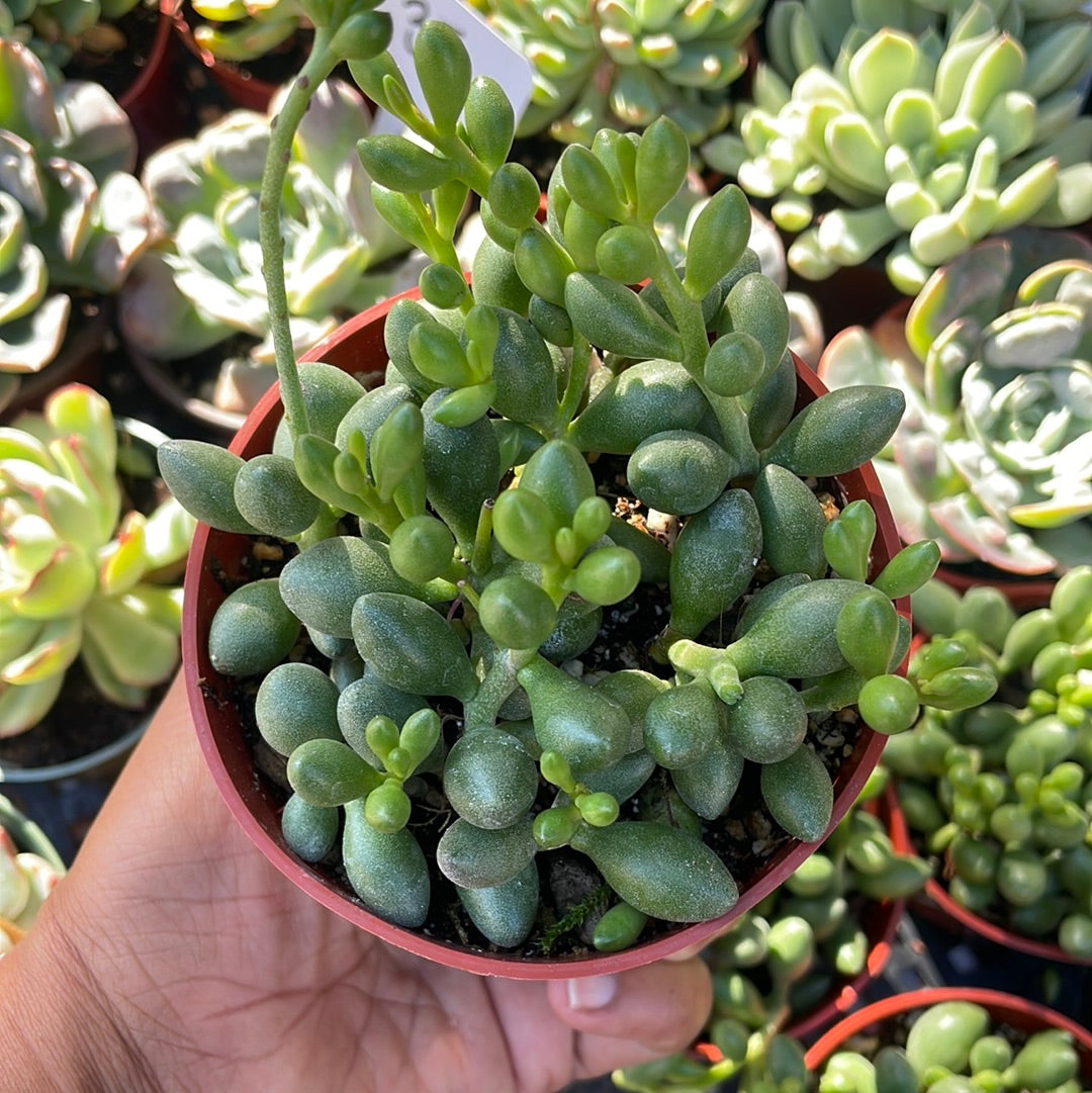 Andromischus Oviforme