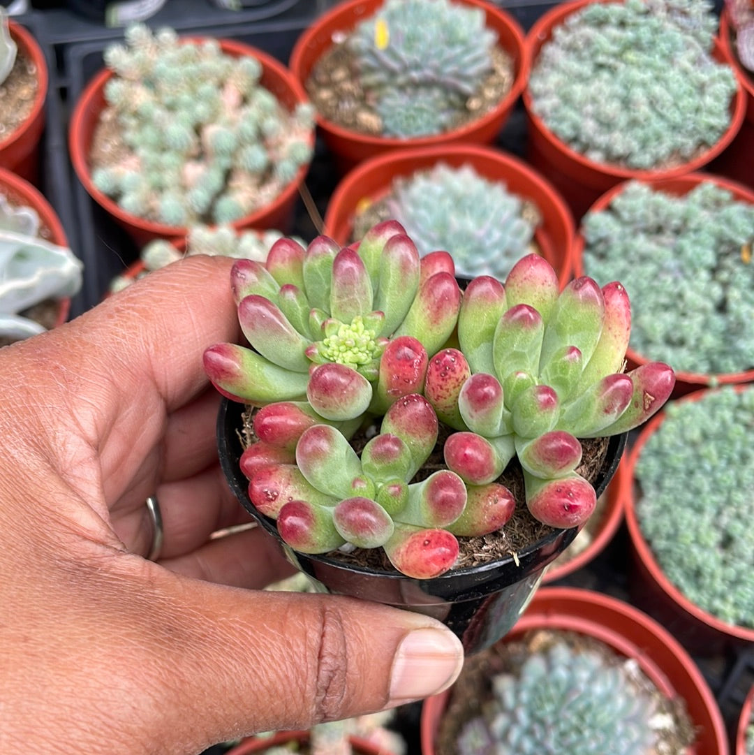 Sedum ‘salsa’ succulent