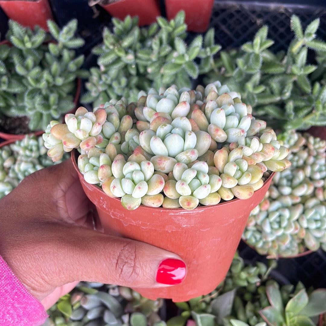 Sedum Clavatum