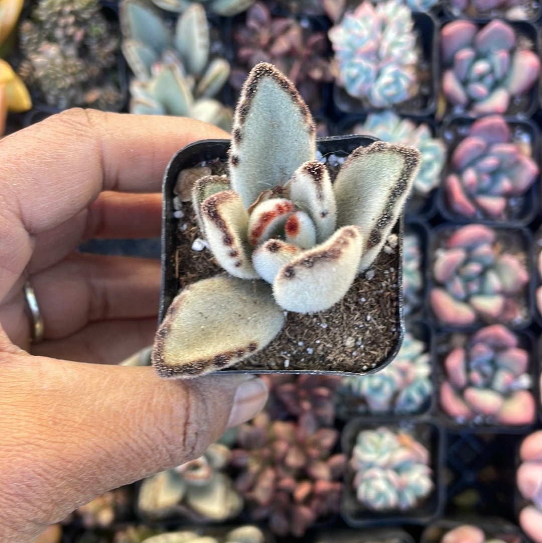 Kalanchoe Tomentosa ‘Panda plant’