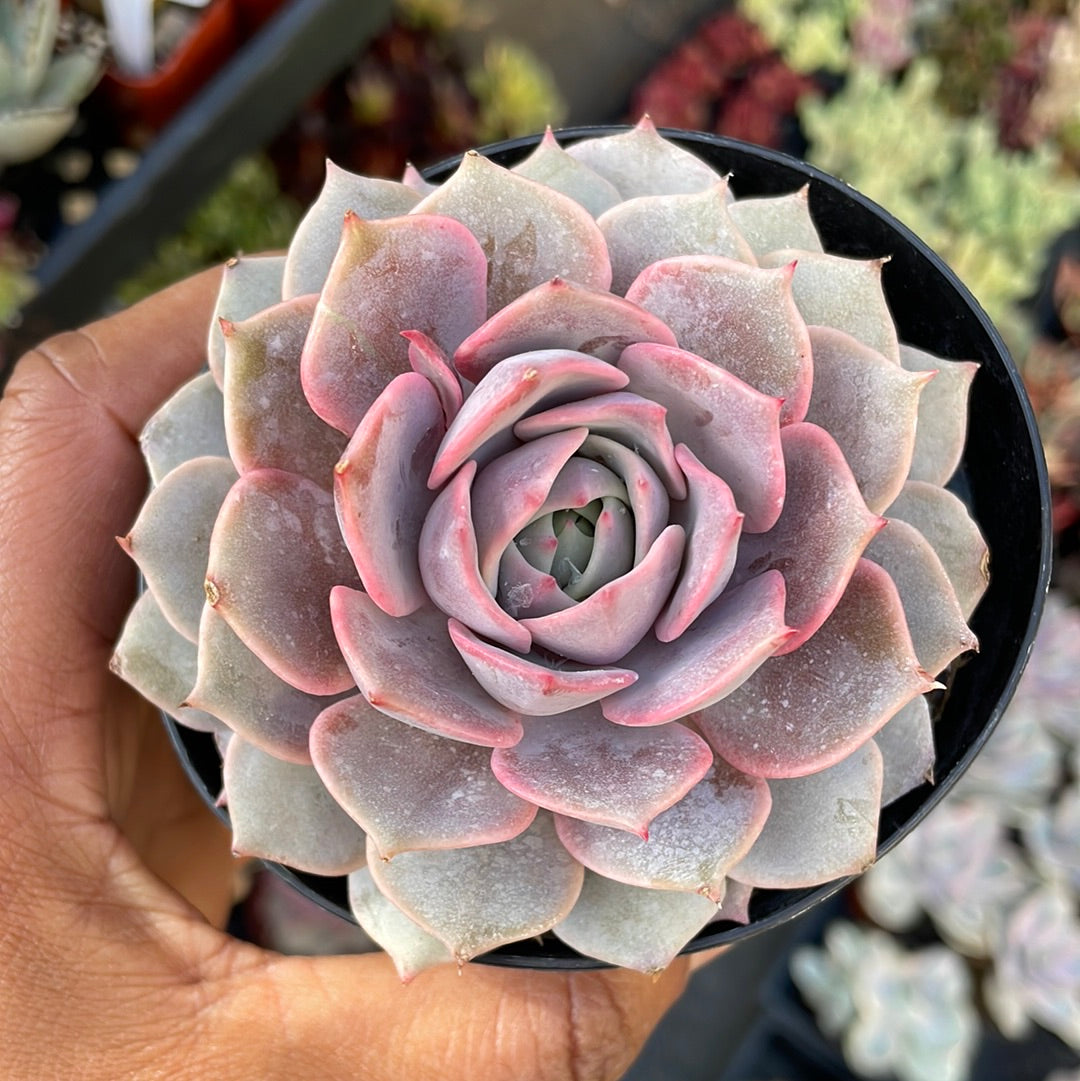 Echeveria Angel Kissed Succulent