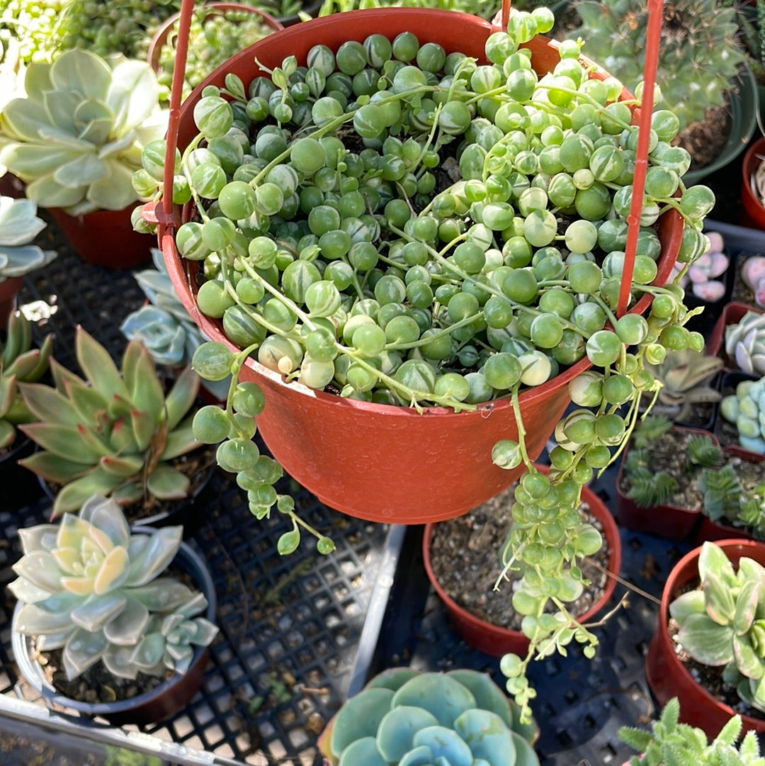 Rare Variegated String of Pearls