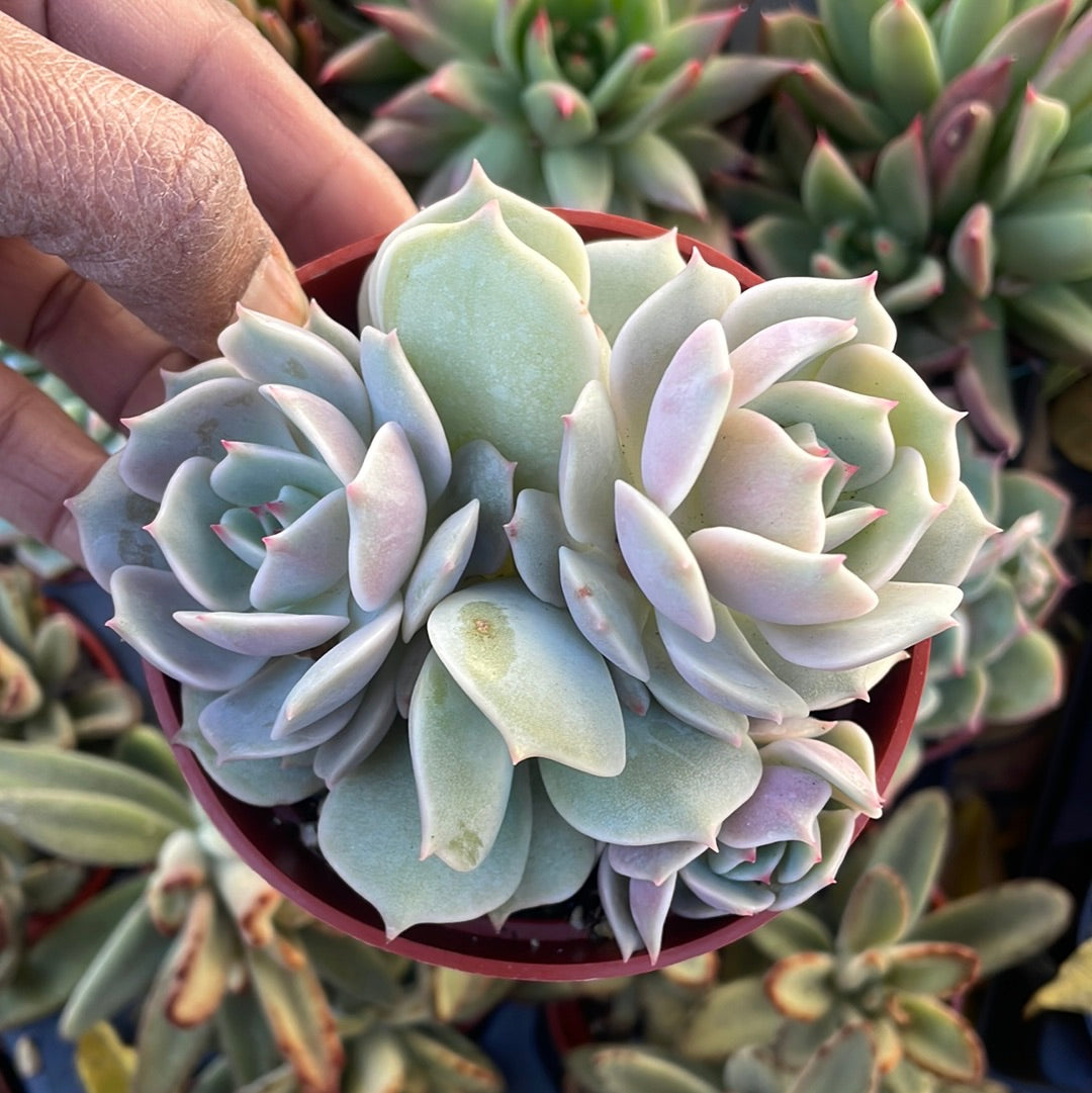 Echeveria Lola Gone Wild Succulent